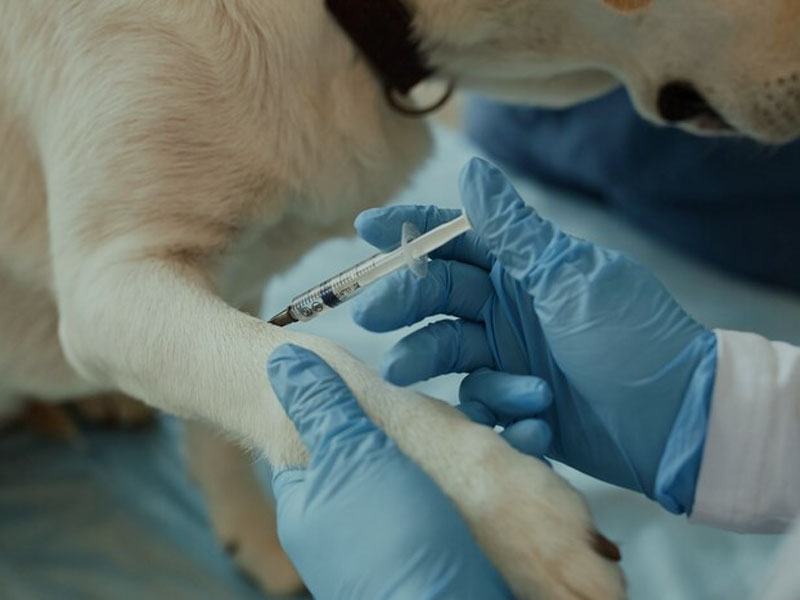 Το AIM Vaccine δημοσιεύει τα πιο πρόσφατα προκλινικά δεδομένα του mRNA του εμβολίου κατά της λύσσας σε 